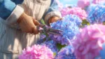 How to Prune Hydrangeas: The Key Difference That Decides Next Year’s Blooms How to Prune HydrangeasHow to Prune Hydrangeas