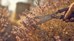 Now Is the Last Chance to Prune Lavender – How to Prepare It for Winter Properly Now Is the Last Chance to Prune Lavender