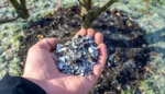 Why It Makes Sense to Spread Wood Ash in the Orchard and Garden During Winter Spreading Wood Ash in the Orchard and Garden During Winter