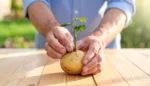 What Happens If You Plant Rose Cuttings in a Potato? What Happens If You Plant Rose Cuttings in a Potato