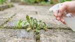 Kako Ukloniti Korov Između Opločnika I Spriječiti Povratak How To Remove Weeds Between Pavers And Stop Them From Coming Back