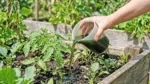Kopriva I Gavez: Kako Napraviti Snažno Prirodno Gnojivo Za Vrt Nettle Fertilizer-How to Make and Use This Natural Garden Boost