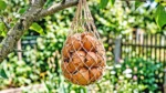 Why Hang Eggshells in the Garden? Benefits, Uses & Tips Why Hang Eggshells in the Garden