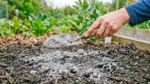 Drveni pepeo kao prirodno gnojivo za vrt Wood Ash Fertilizer